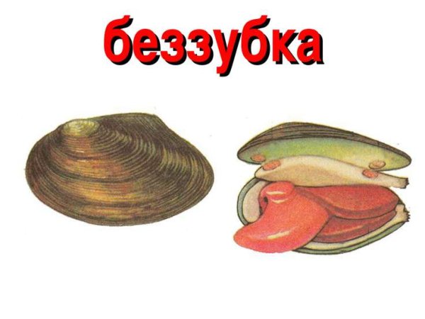 Беззубка моллюск