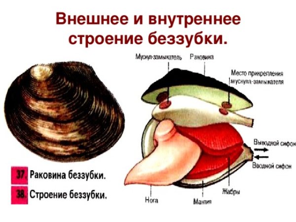 Беззубка моллюск строение раковины