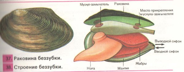 Строение раковины беззубки схема