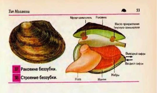 Внутреннее строение раковины беззубки