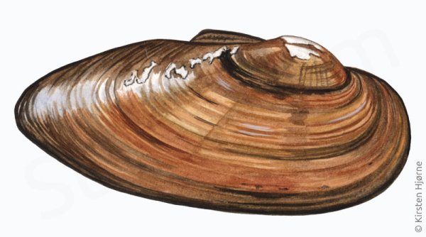 Беззубка моллюск