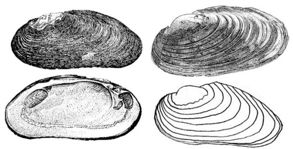 Двустворчатые моллюски Жемчужница
