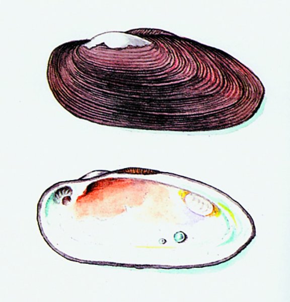 Раковина двустворчатого моллюска беззубки строение