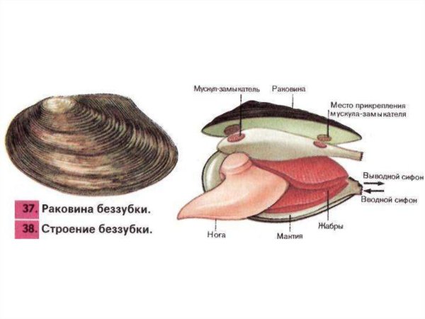 Моллюск перловица строение раковины