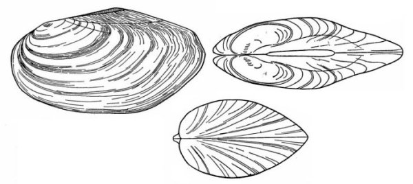 Внешнее строение раковины беззубки