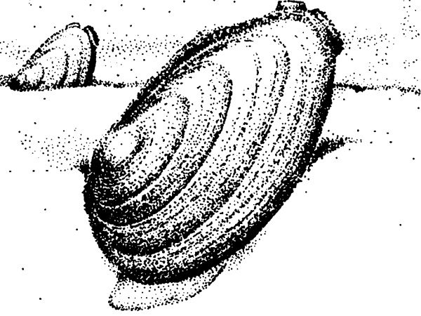 Схема строения двустворчатого моллюска