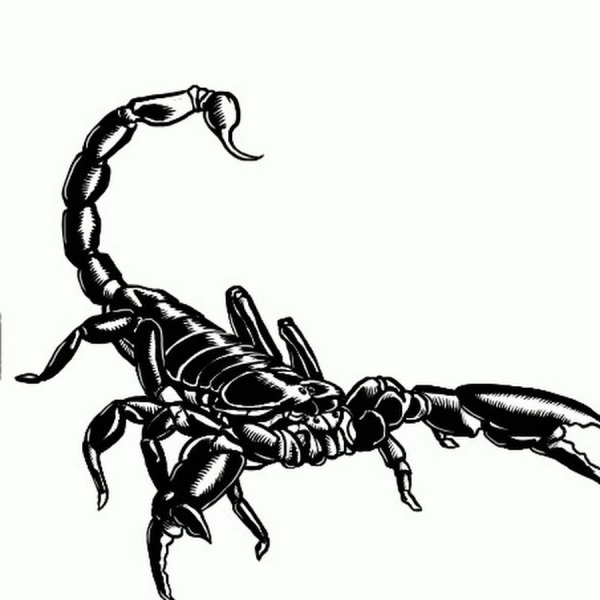 Скорпион черно белый