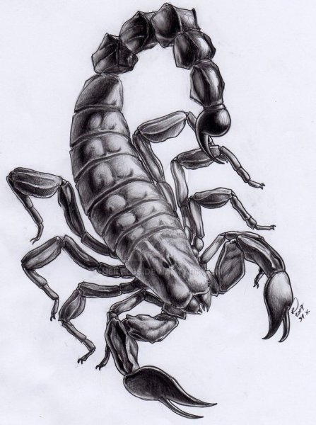 Скорпион контур