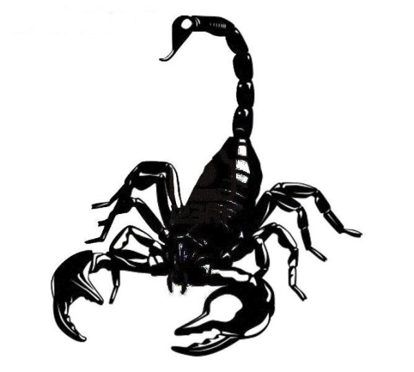 Скорпион раскраска для детей