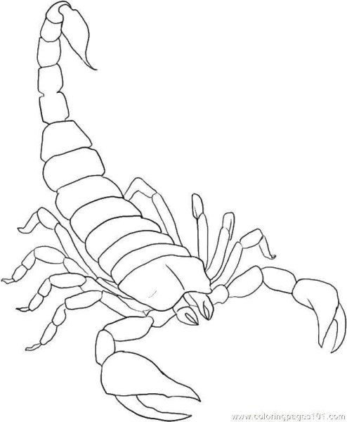 Скорпион трафарет