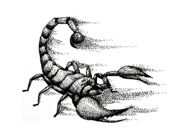 Скорпион эскиз