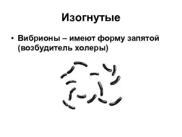 Форма бактерии вибрионы