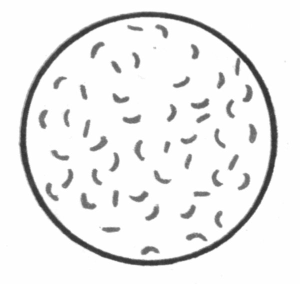 Морфология холерного вибриона микробиология