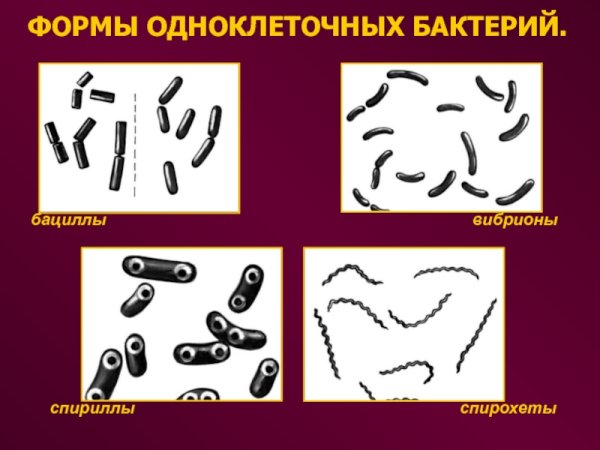 Бациллы спириллы