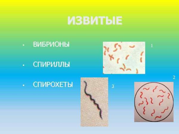 Вибрионы и спириллы