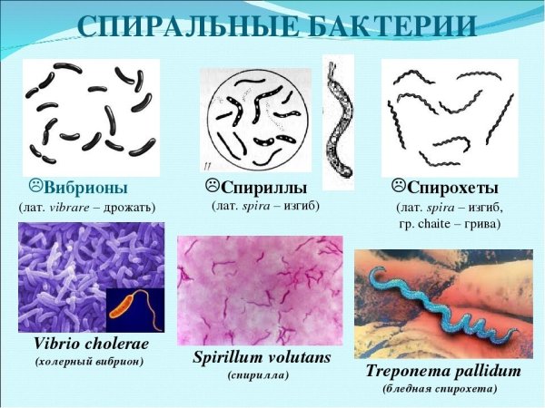 Бациллы вибрионы спириллы спирохеты