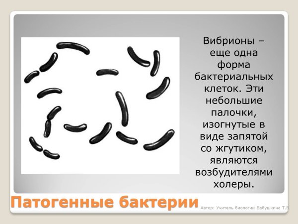 В виде запятой бактерии вибрионы