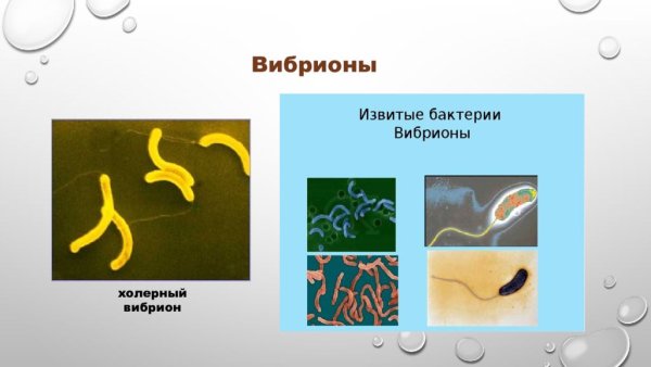 Строение бактерии вибрионы