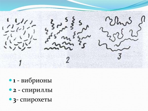 Формы бактерий спириллы спирохеты