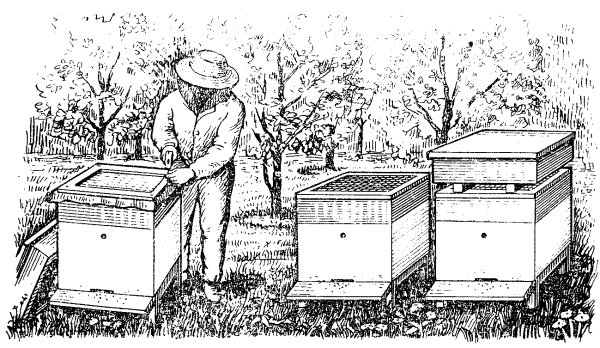 Пчеловод рисунок