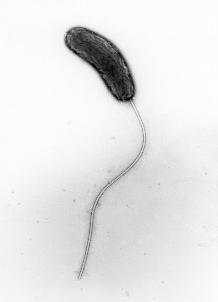 Холерный вибрион одноклеточный