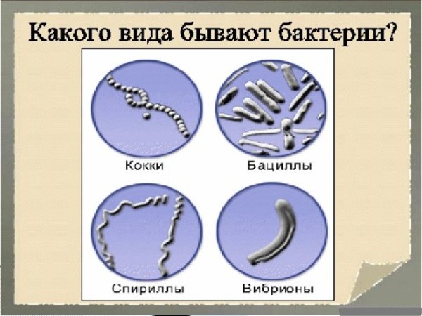 Формы бактерий кокки бациллы спириллы вибрионы