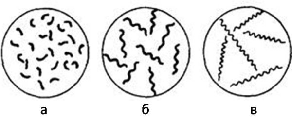 Извитые бактерии вибрионы спириллы спирохеты
