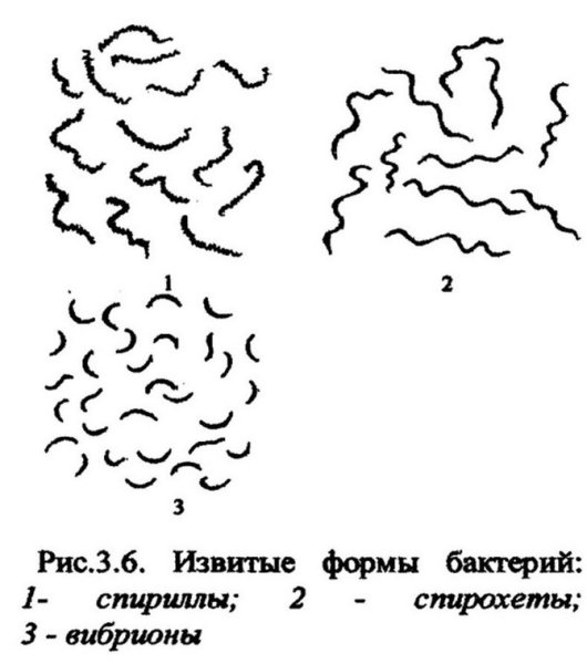Формы бактерий спириллы спирохеты