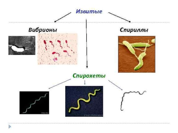 Отличия спириллы от спирохет