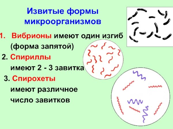 Холерные вибрионы на белом фоне