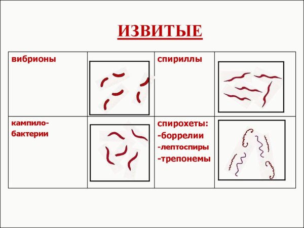 Вибрионы рисунок микробиология