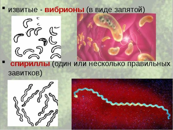 Бактерии кокки бациллы вибрионы спириллы