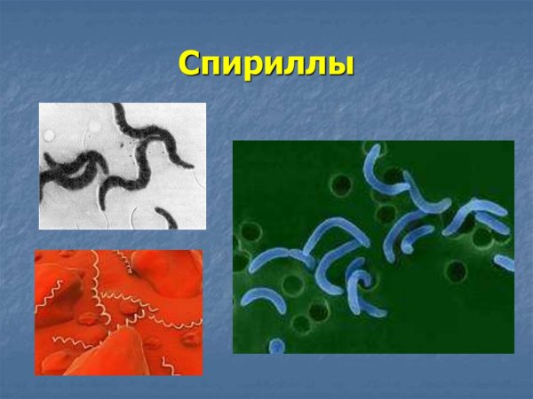 Строение бактерии кокки