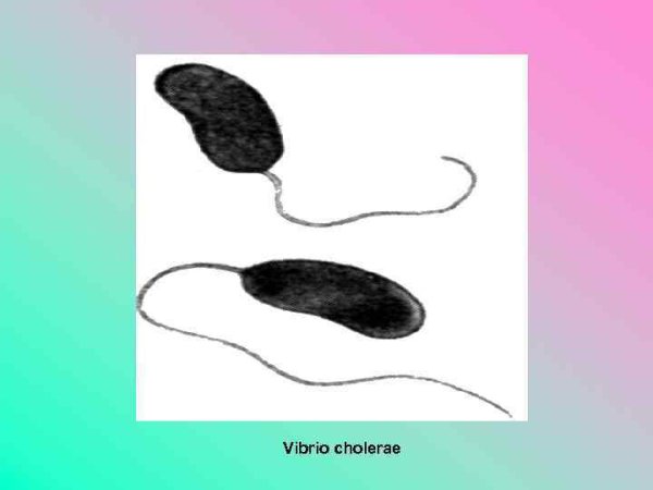 Холерный вибрион размножается