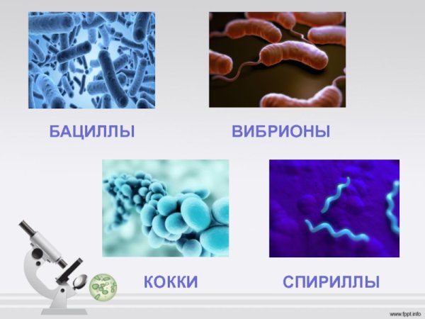 Бациллы, спириллы, вибрионы, кокки.