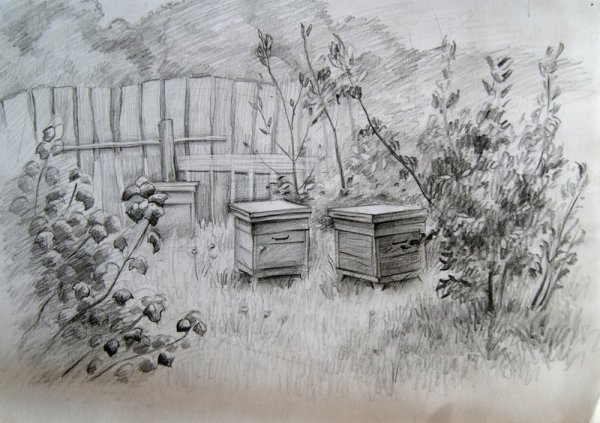 Пасека карандаш