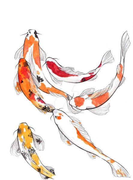 Японские карпы акварель