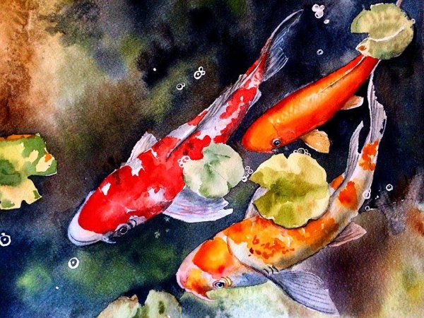 Карпы кои акварель