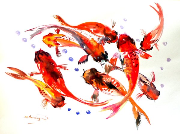 Карпы кои акварель