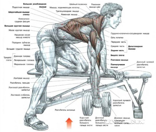 Упражнения на развитие широчайшей мышцы спины