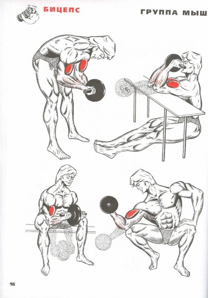 Упражнения для прокачки бицепса и трицепса