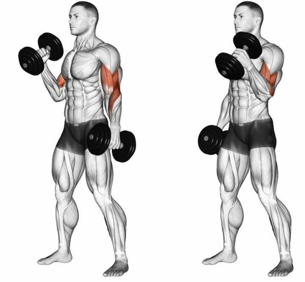 Попеременный подъем гантелей на бицепс