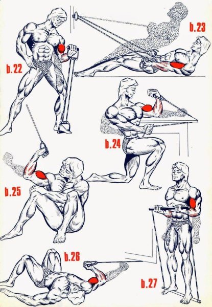 Бицепс руки упражнения в тренажерном зале для мужчин