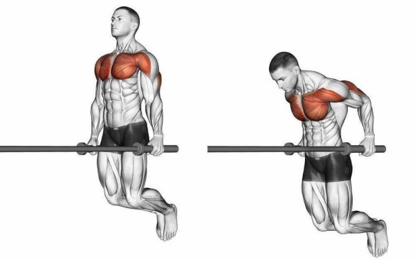 Какие группы мышц работают при отжимании на брусьях