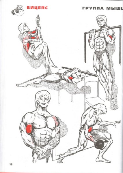 Схема для накачивания бицепса