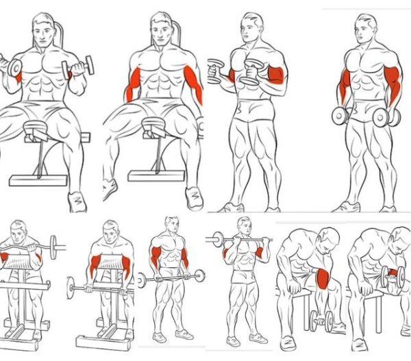 Упражнения на бицепс в тренажерном зале для мужчин на массу