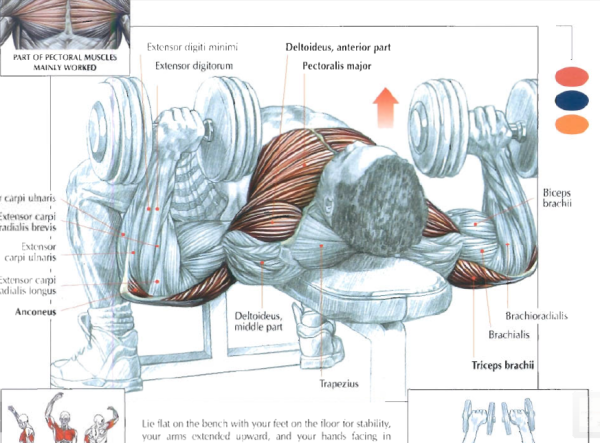 Жим гантелей лежа на грудные мышцы