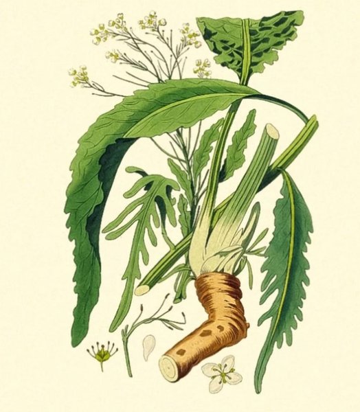 Стручок хрена