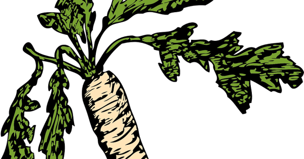 Корень хрена вектор