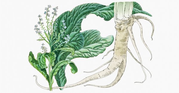 Хрен нарисованный